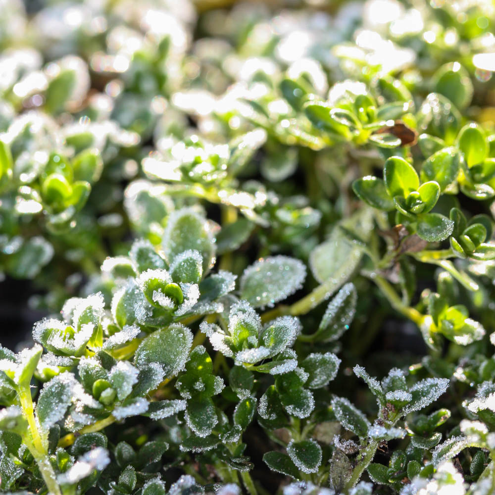 Thymian Coccineus, Bodendecker, Steingarten