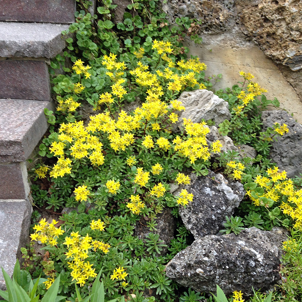 Fettblatt Weihenstephaner Gold, Bodendecker, Steingarten