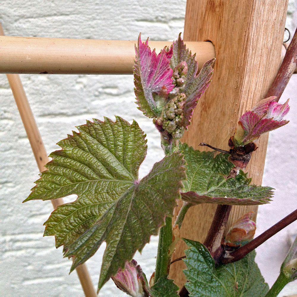 Weinrebe 'Datteltraube'
