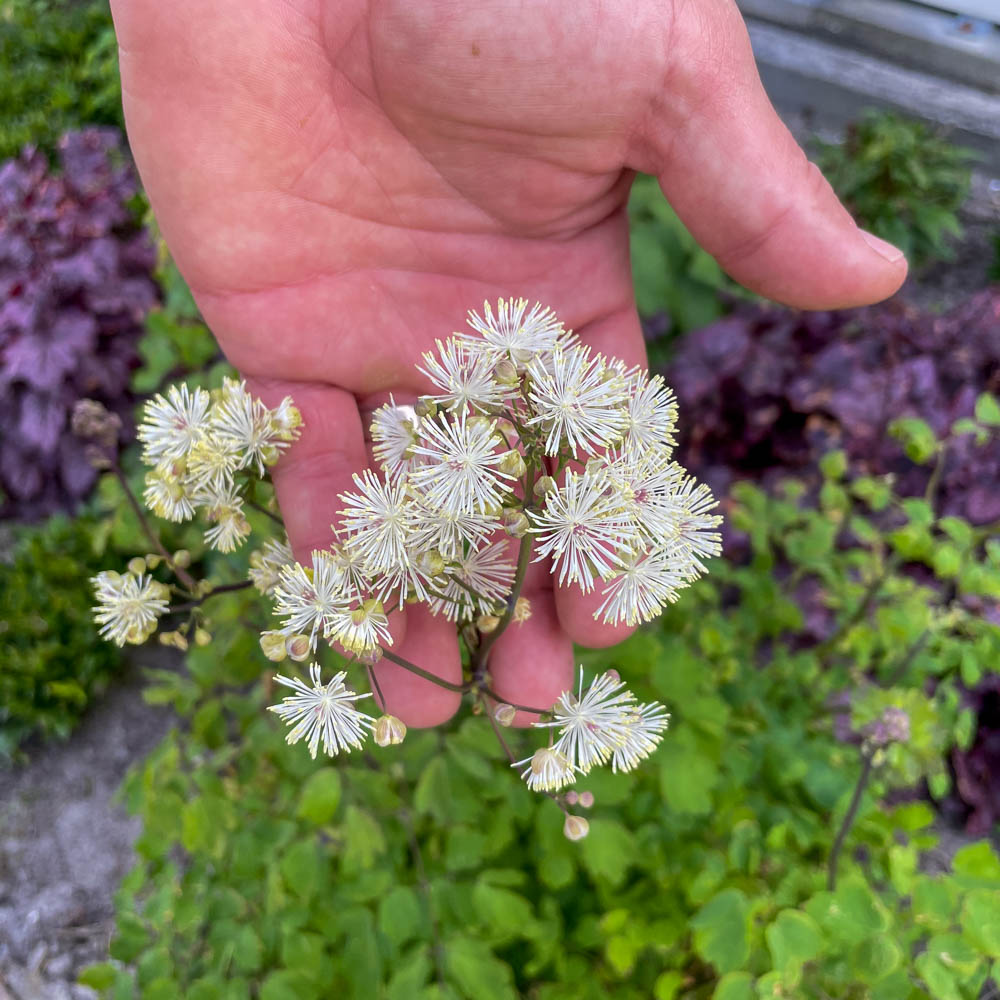 Akeleiblättrige Wiesenraute