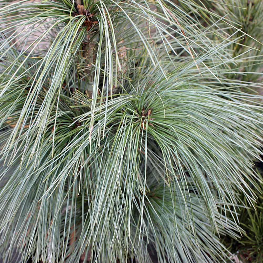Pinus, Kiefer, Zapfenkiefer, Immergrün