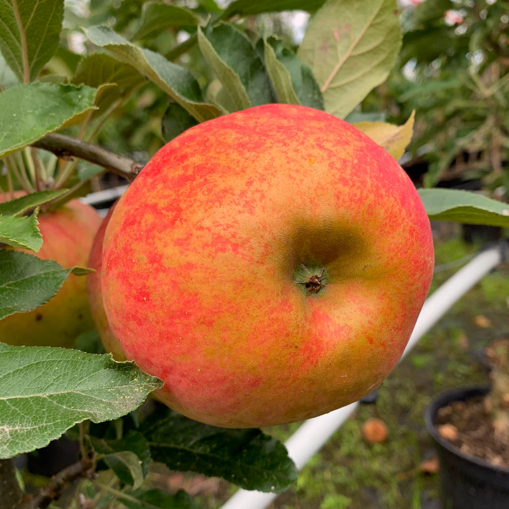 Apfel 'Wellant' ®