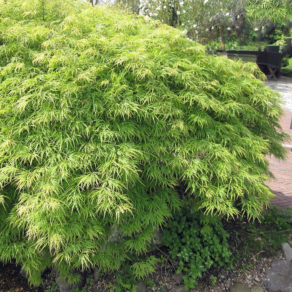 Schlitzahorn, Acer, Ahorn, Stämmchen