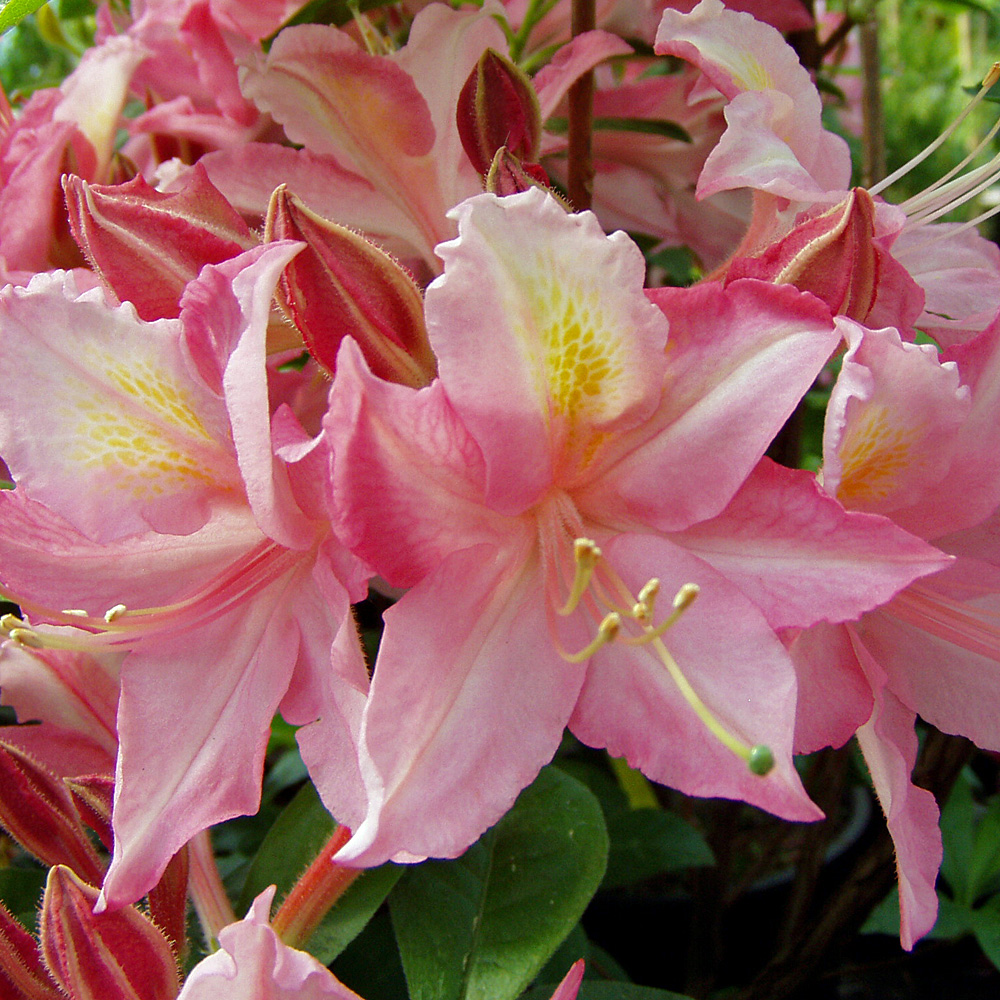 Sommergrüner Rhododendron Rosata, Azalee, Blütenstrauch