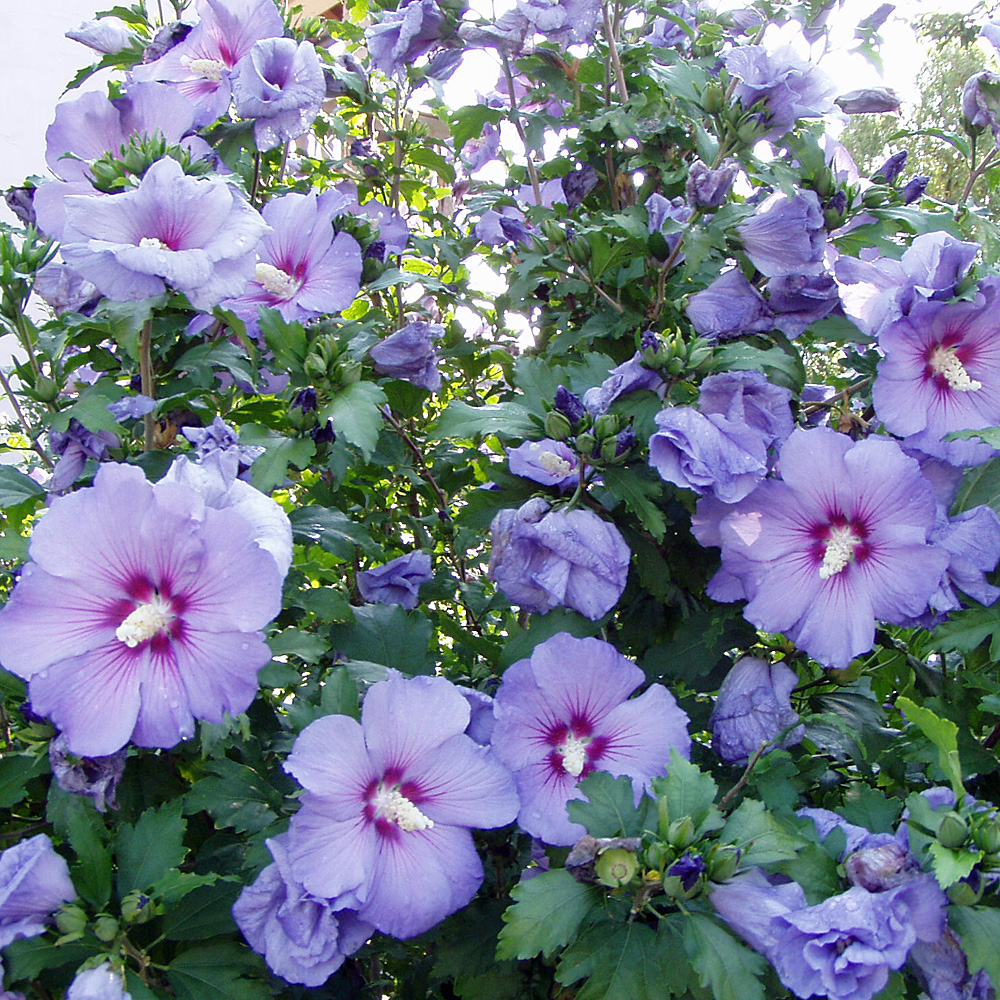 Hibiskus, Garteneibisch, Eibisch, Blütenstrauch