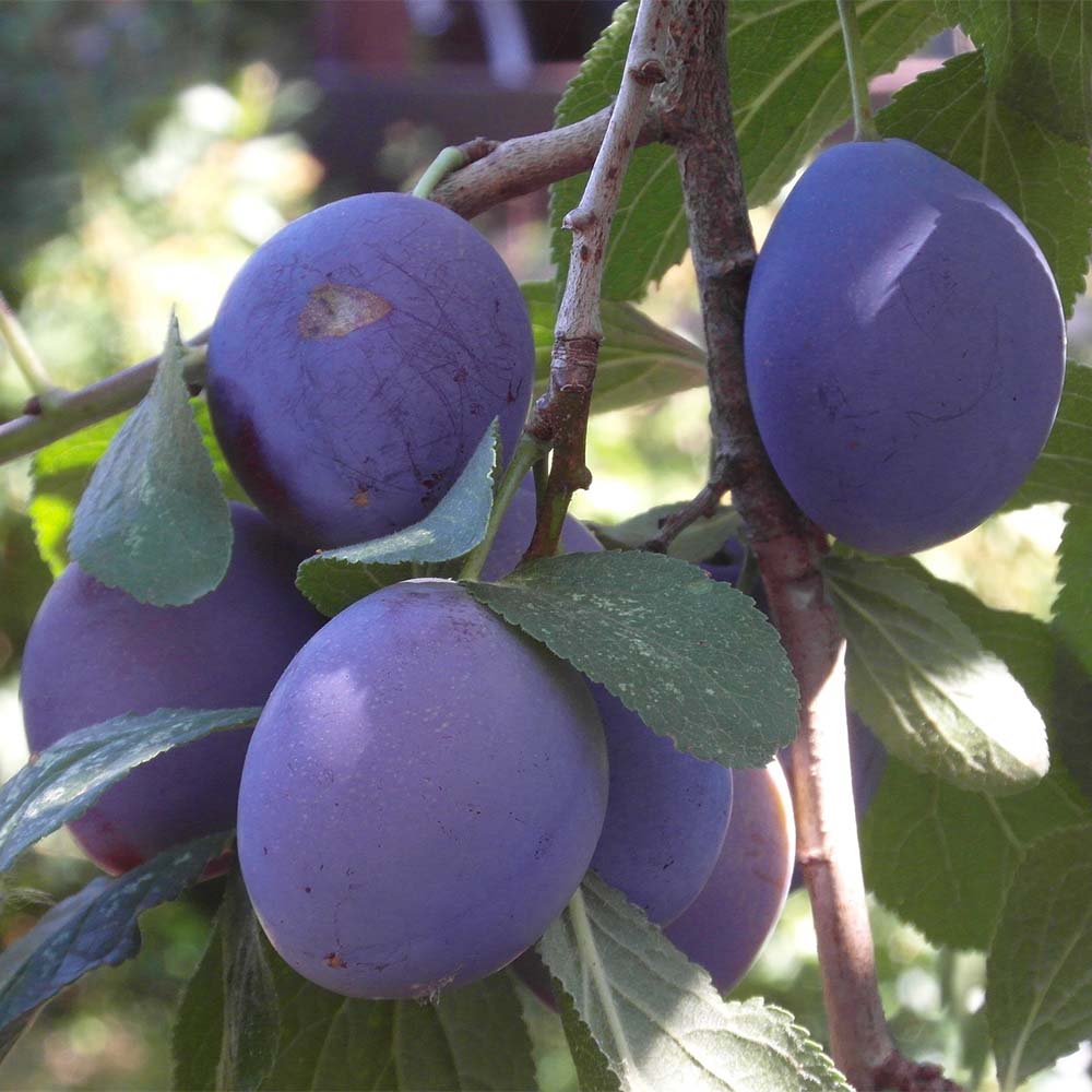 Pflaume 'Ruth Gerstetter'