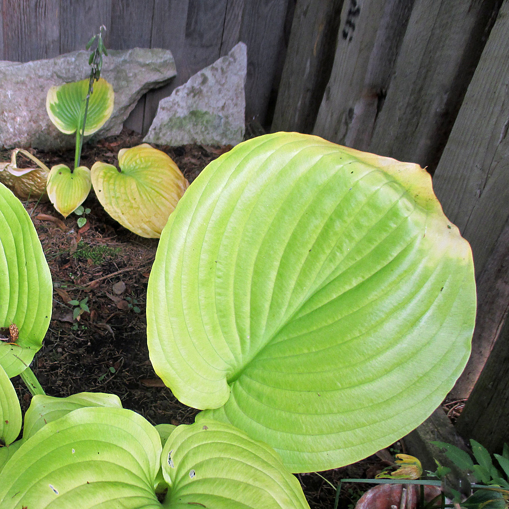 Funkie Sum an Substance, Hosta, Blattschmuckstaude