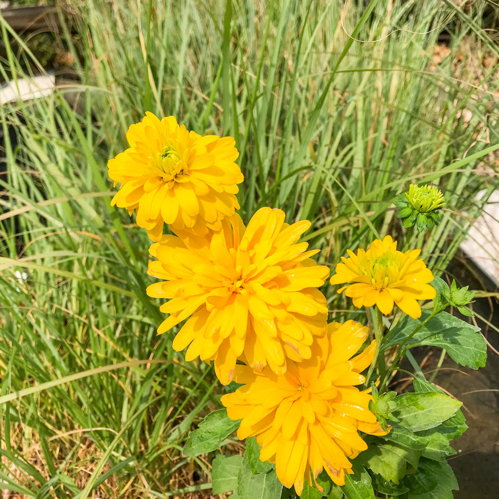 Gefüllter Sonnenhut 'Goldquelle'