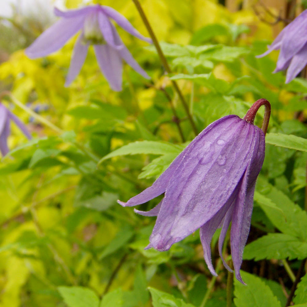 Clematis alpina  'Frances Rivis'