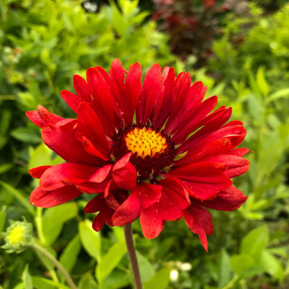 Kokardenblume 'Burgunder'