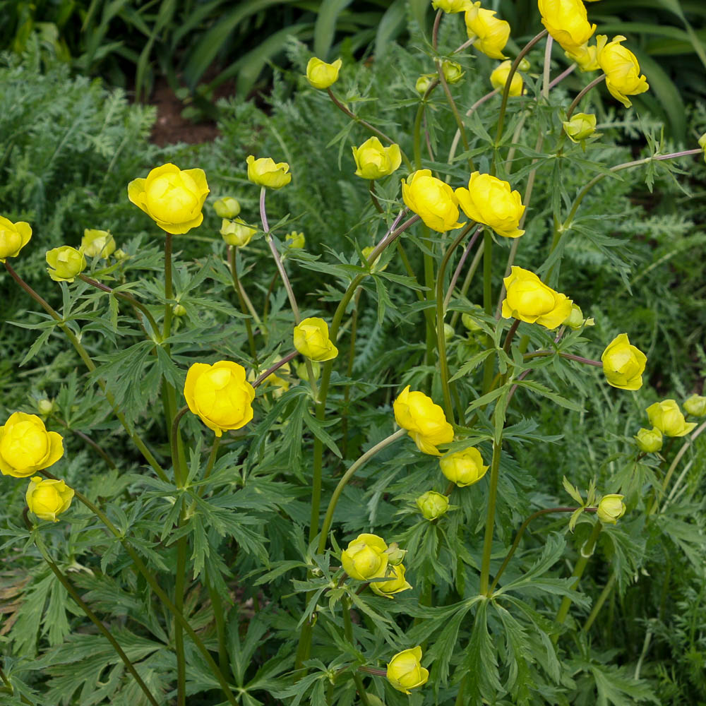 Europäische Trollblume, Blütenstaude