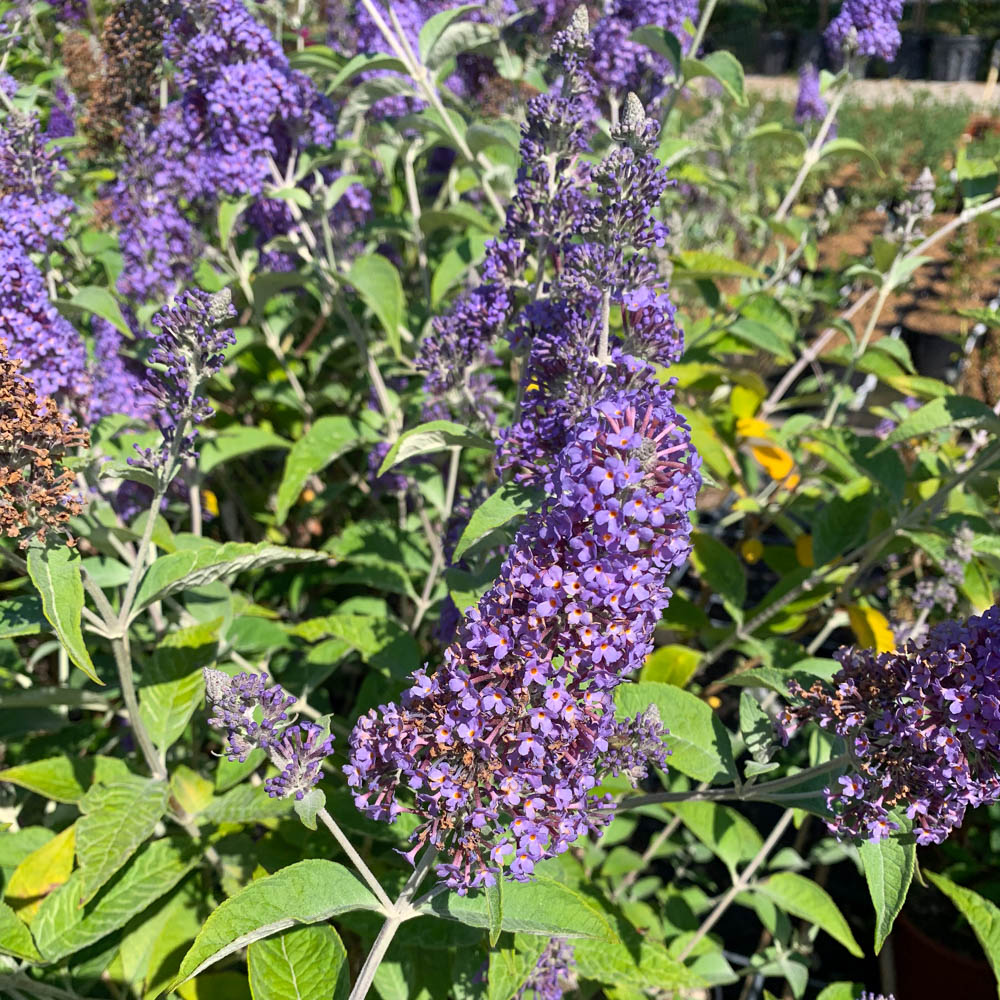 Sommerflieder 'Lochinch'
