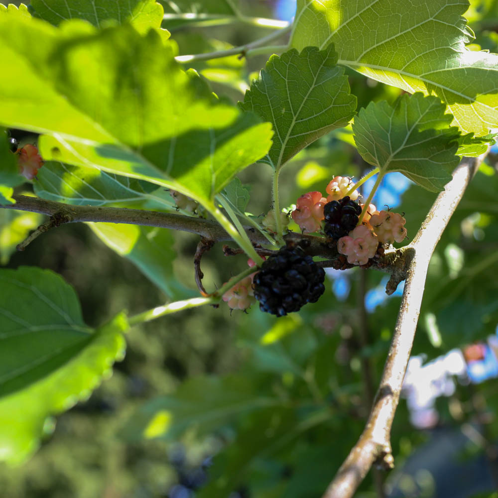 Zwergmaulbeerbaum 'Mulle' als Stämmchen