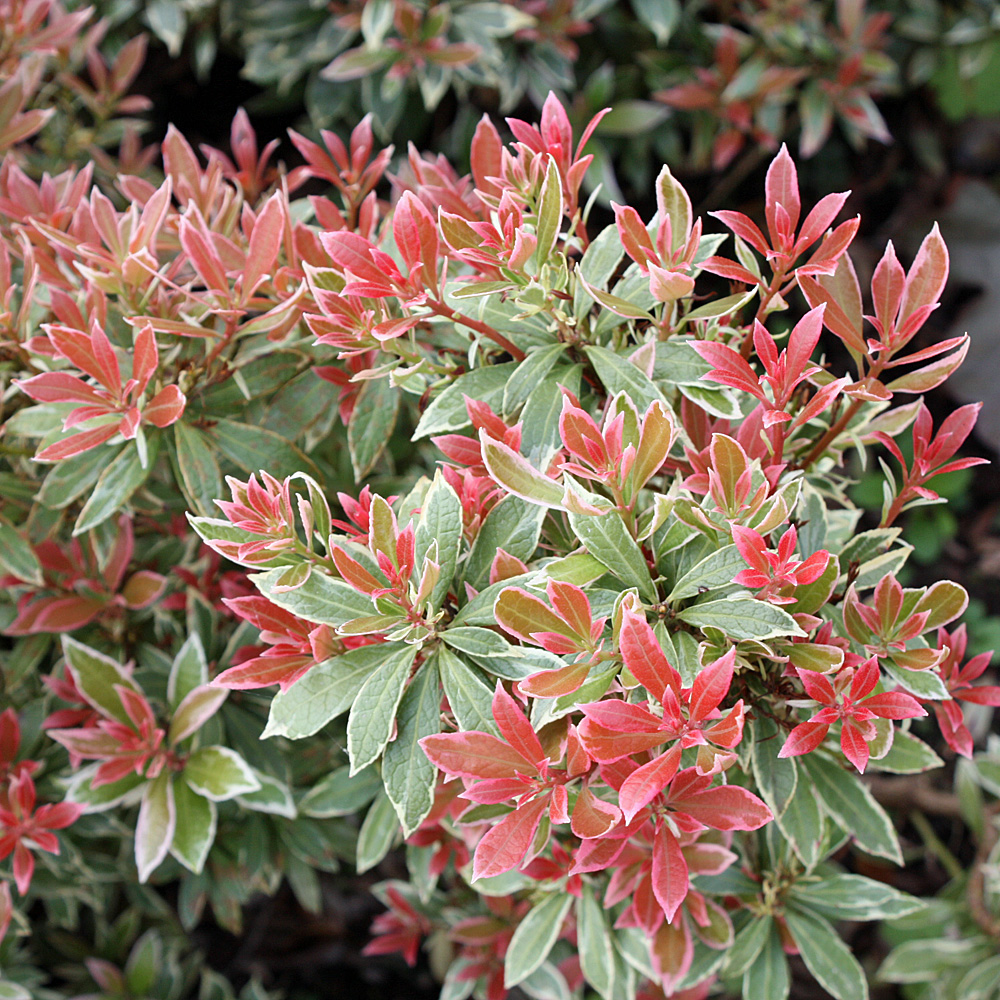 Schattenglöckchen, Pieris, Little Heath, Blattschmuck