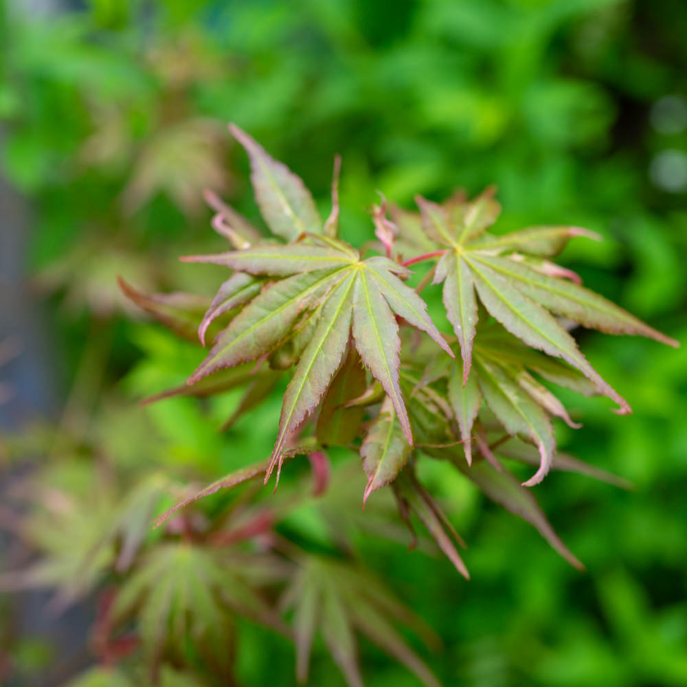 Fächerahorn 'Oridono nishiki'