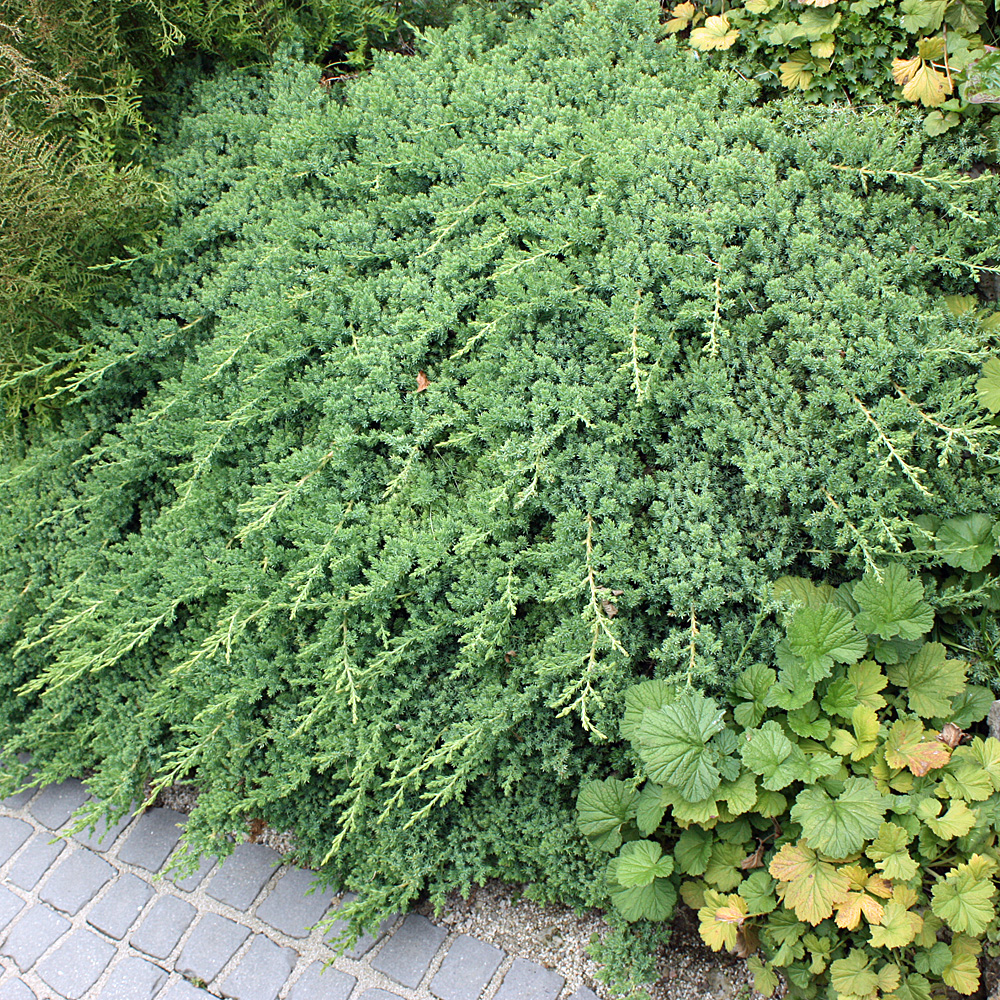 immergrün, Zwergwacholder