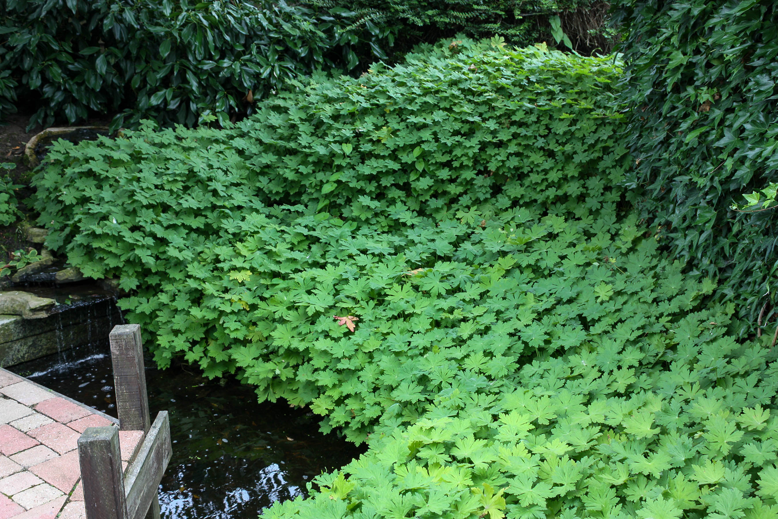 Die Vielfalt der Bodendecker: Immergrün, schnellwachsend...