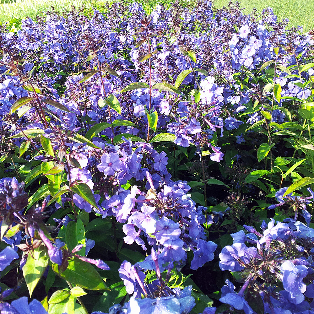 Phlox Blue Paradies, Flammenblume, Beetstaude