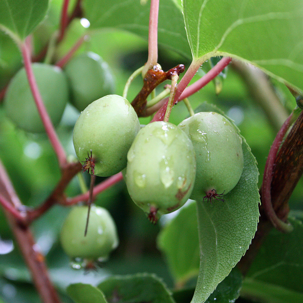 Kiwi 'Issai'