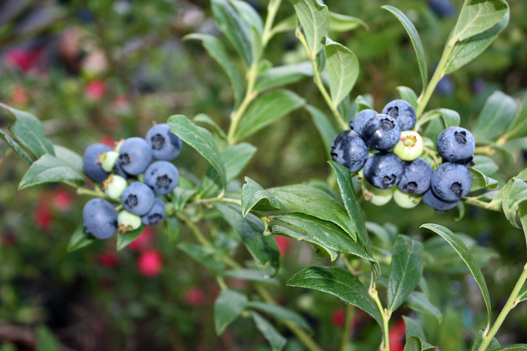 Heidelbeeren