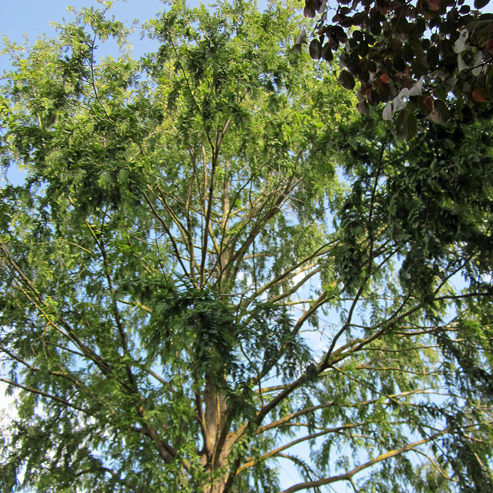 Rotholz, Urwelt Mammutbaum, Metasequoia, Nadelgehölz