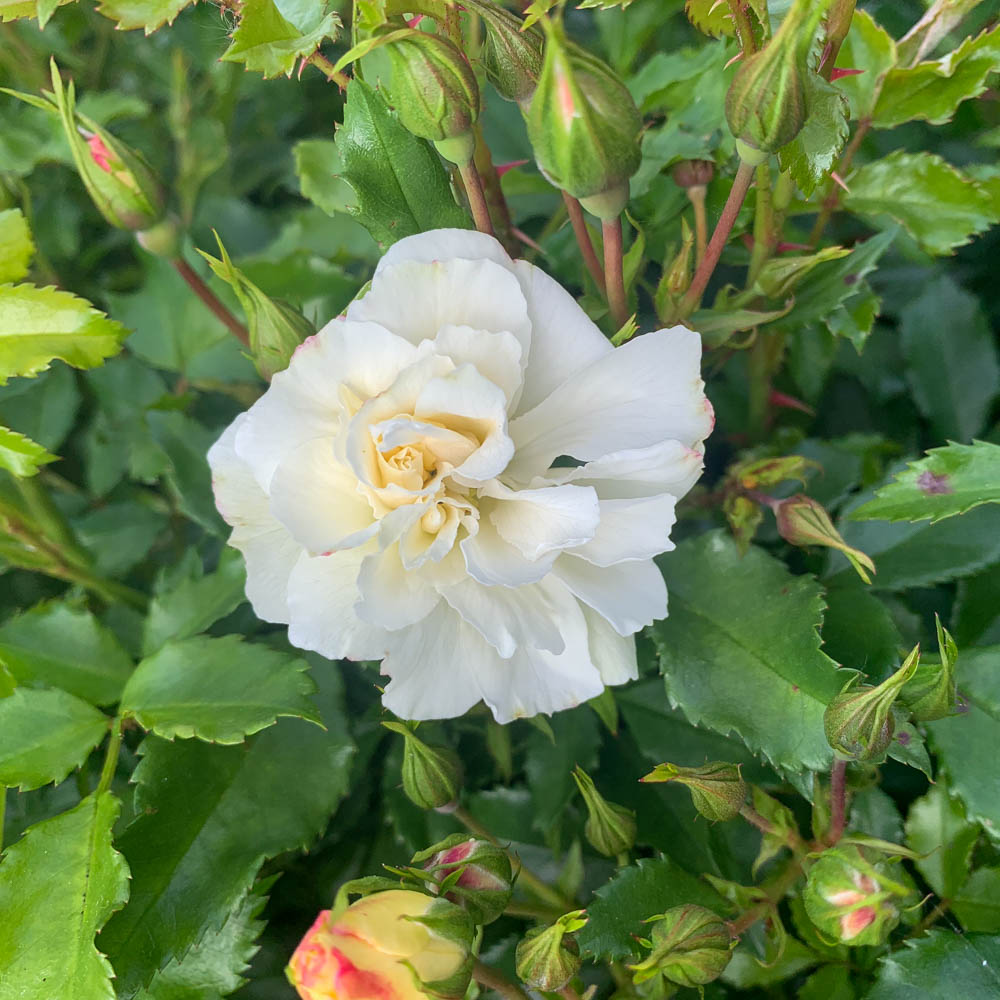 Bodendeckerrose 'Diamant'