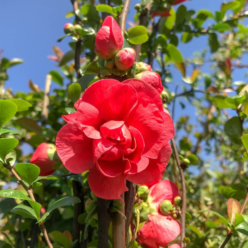 Zierquitte 'Pink Storm' ®