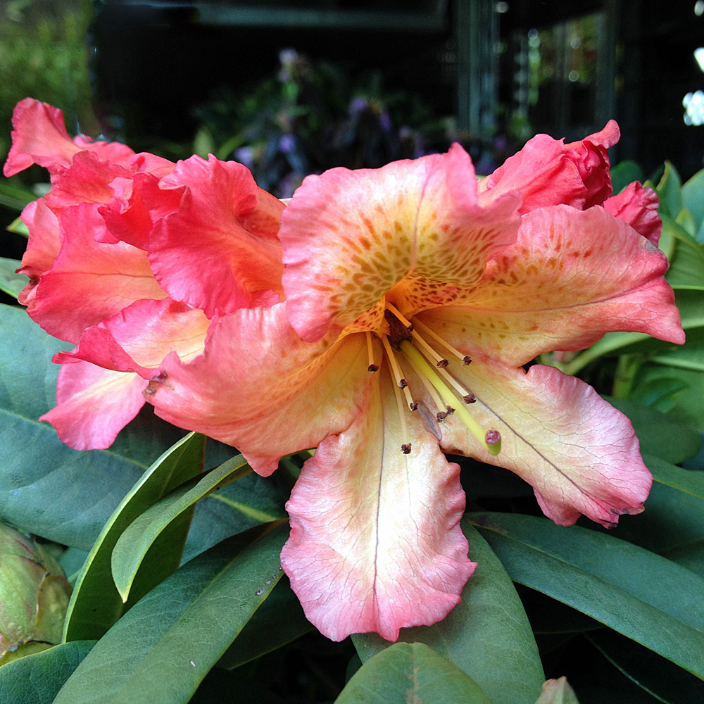 Rhododendron Sun Fire, Azalee, Immergrün,