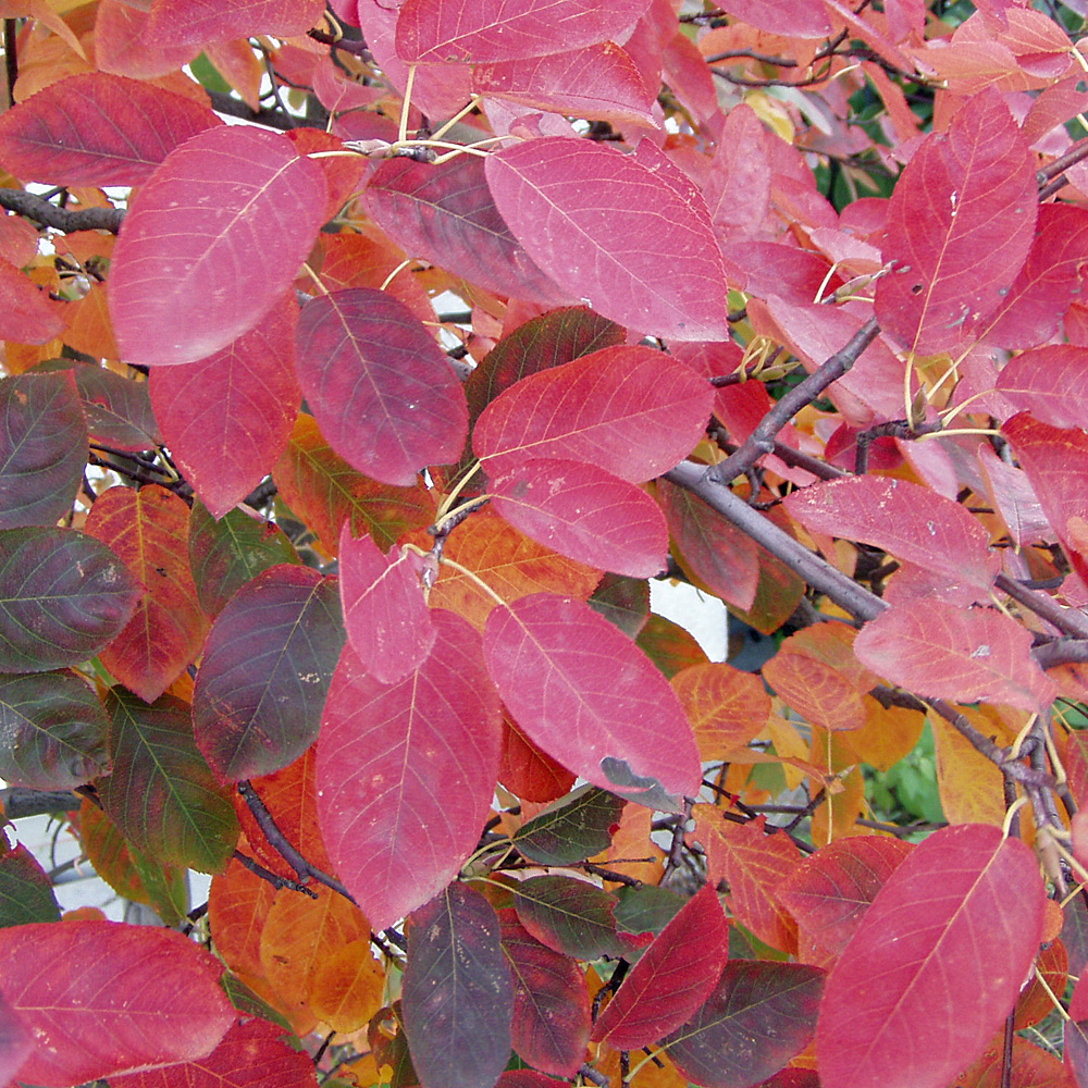Kupferfelsenbirne, Felsenbirne, Amelanchier, Blütengehölz