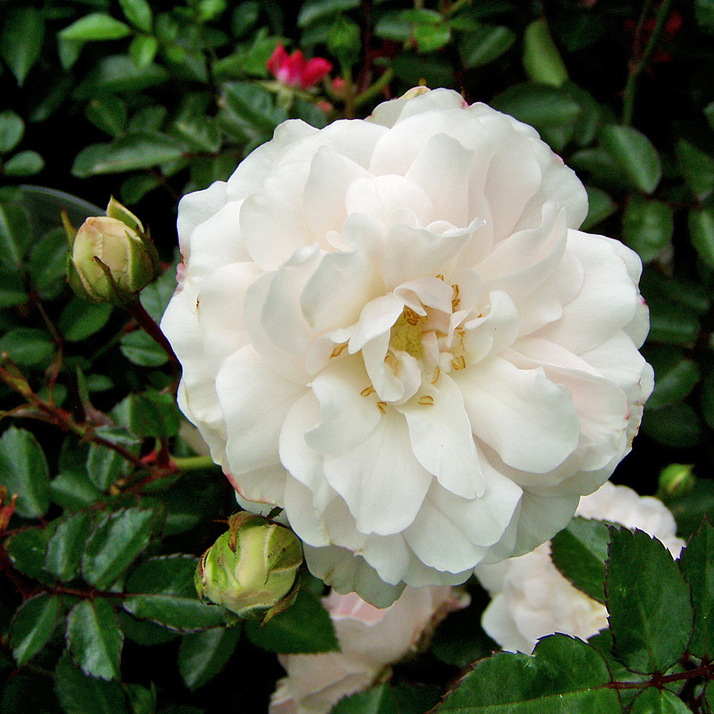 Bodendeckerrose Weiß, Rose, Bodendecker, Dornen, Blüten