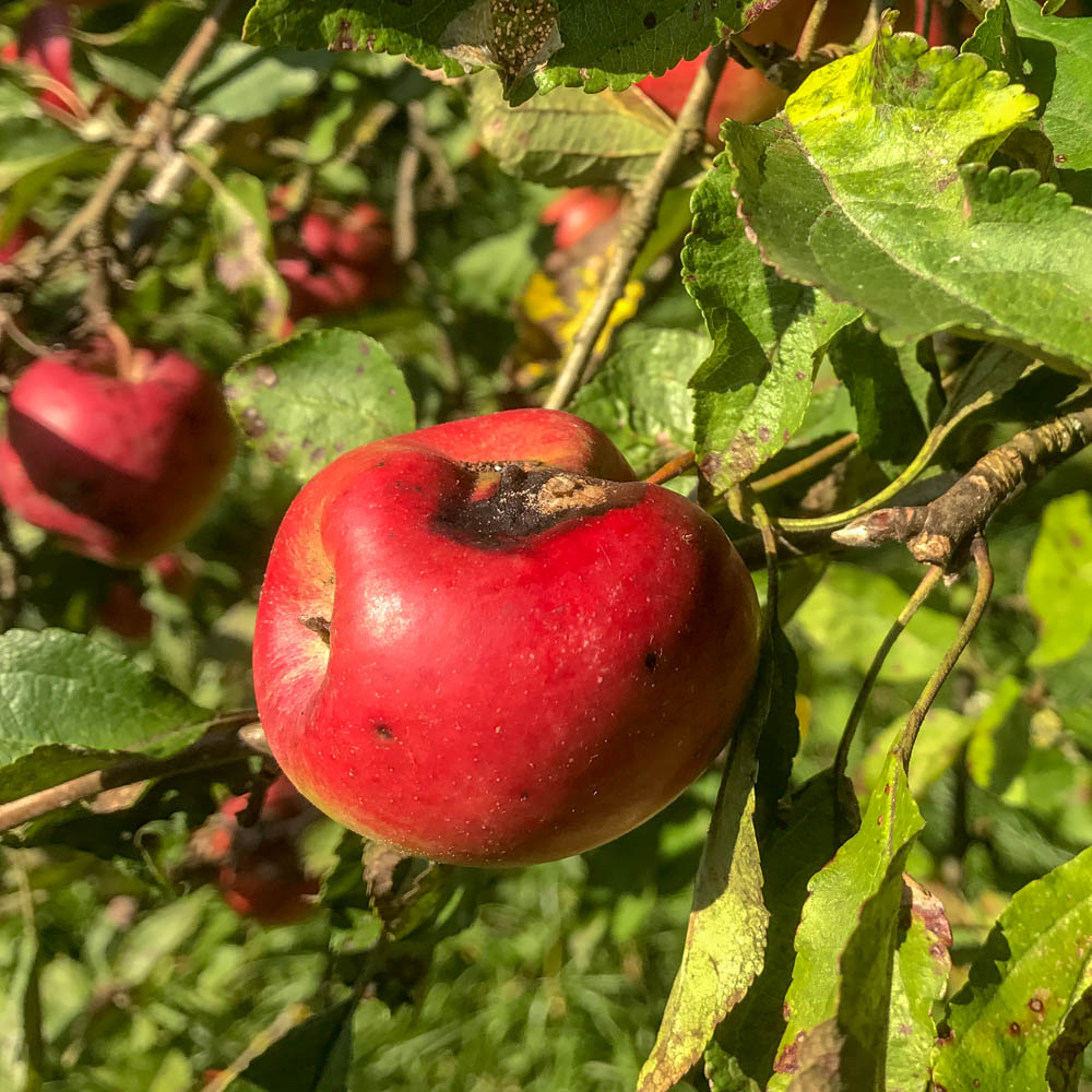 Pheromonkapsel Apfelwickler