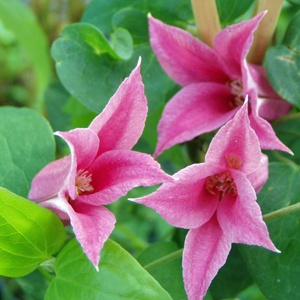 Clematis texensis Princess Diana, Waldrebe, Kletterpflanzen, Blühstaude