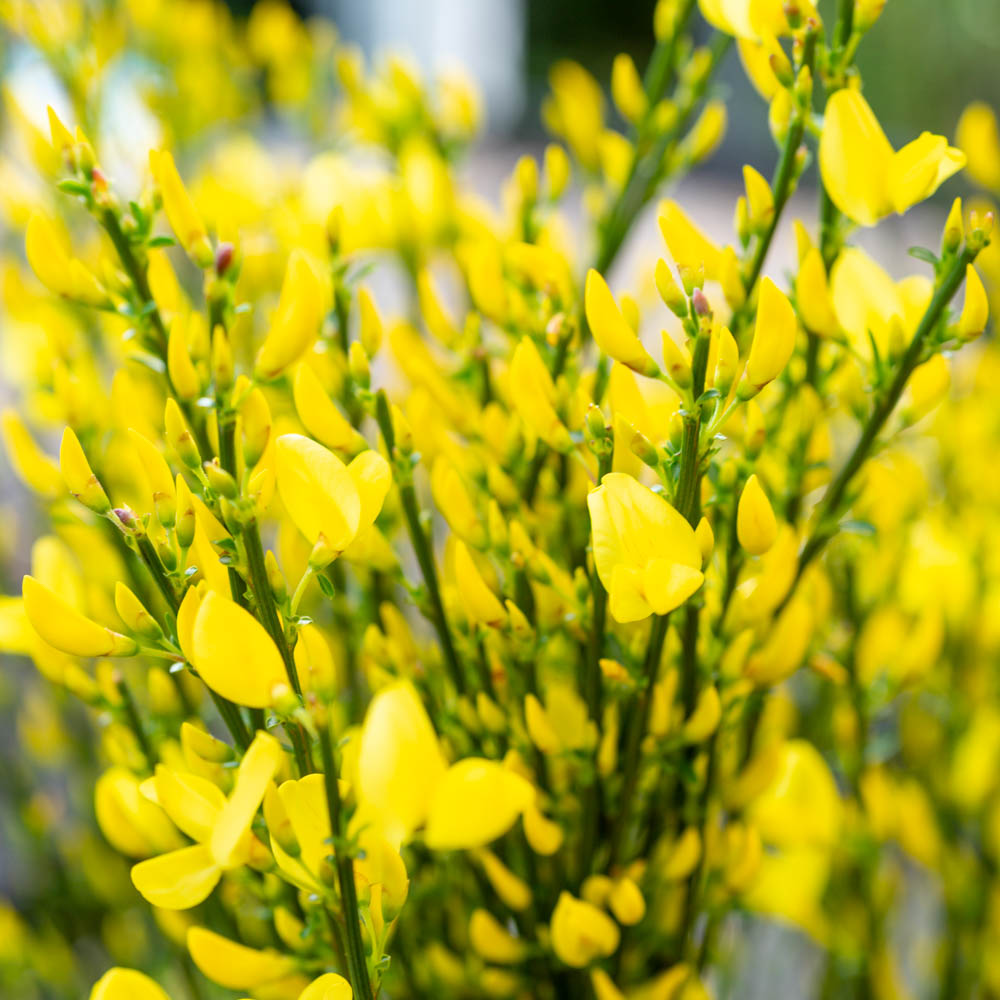 Elfenbeinginster, Ginster, Frühling