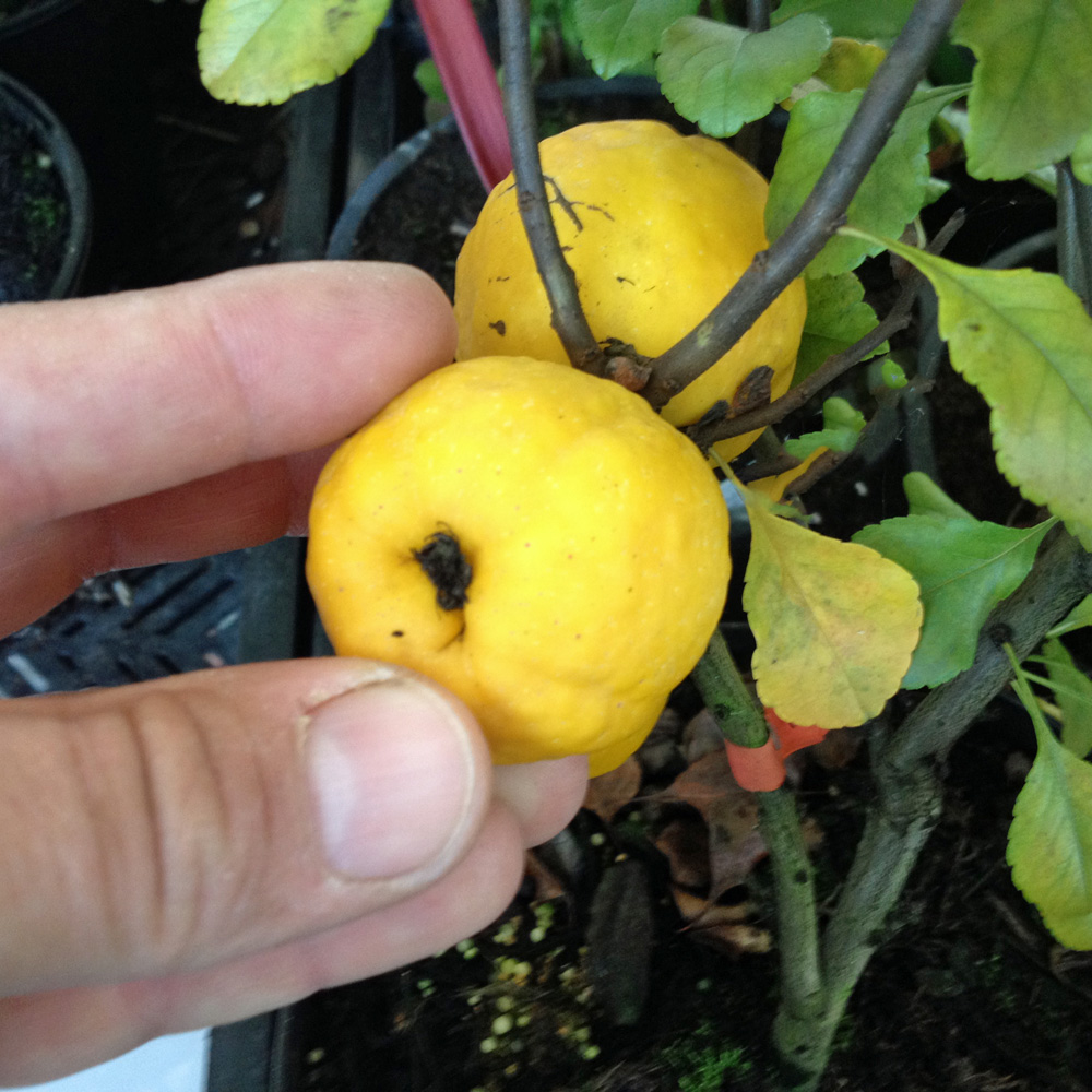 Zierquitte Cido, Chaenomeles, fruchtschmuck