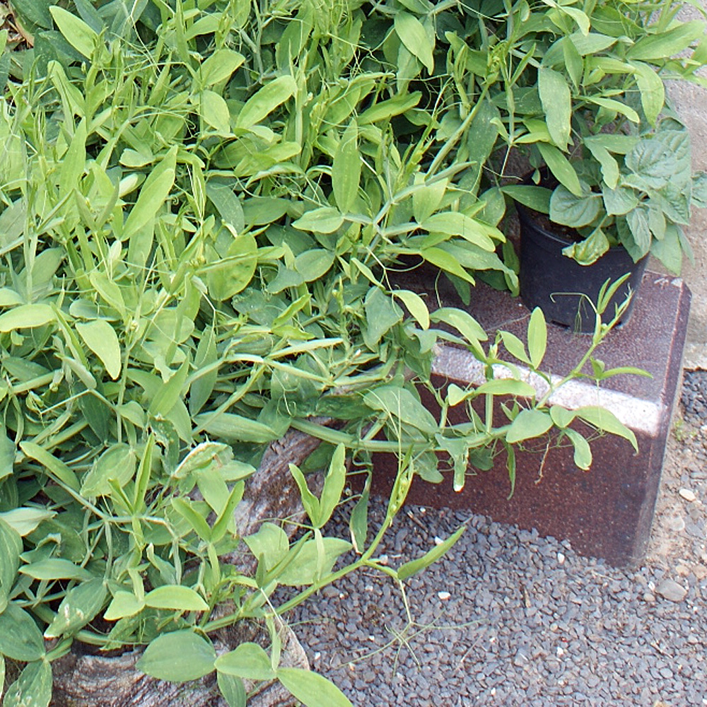 Staudenwicke, Wicke, Kletterpflanze, Bienenweide