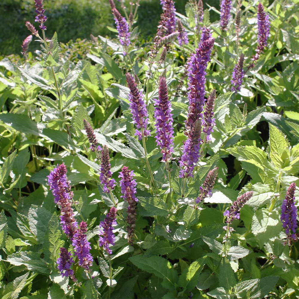 Steppen-Salbei 'Viola Klose'
