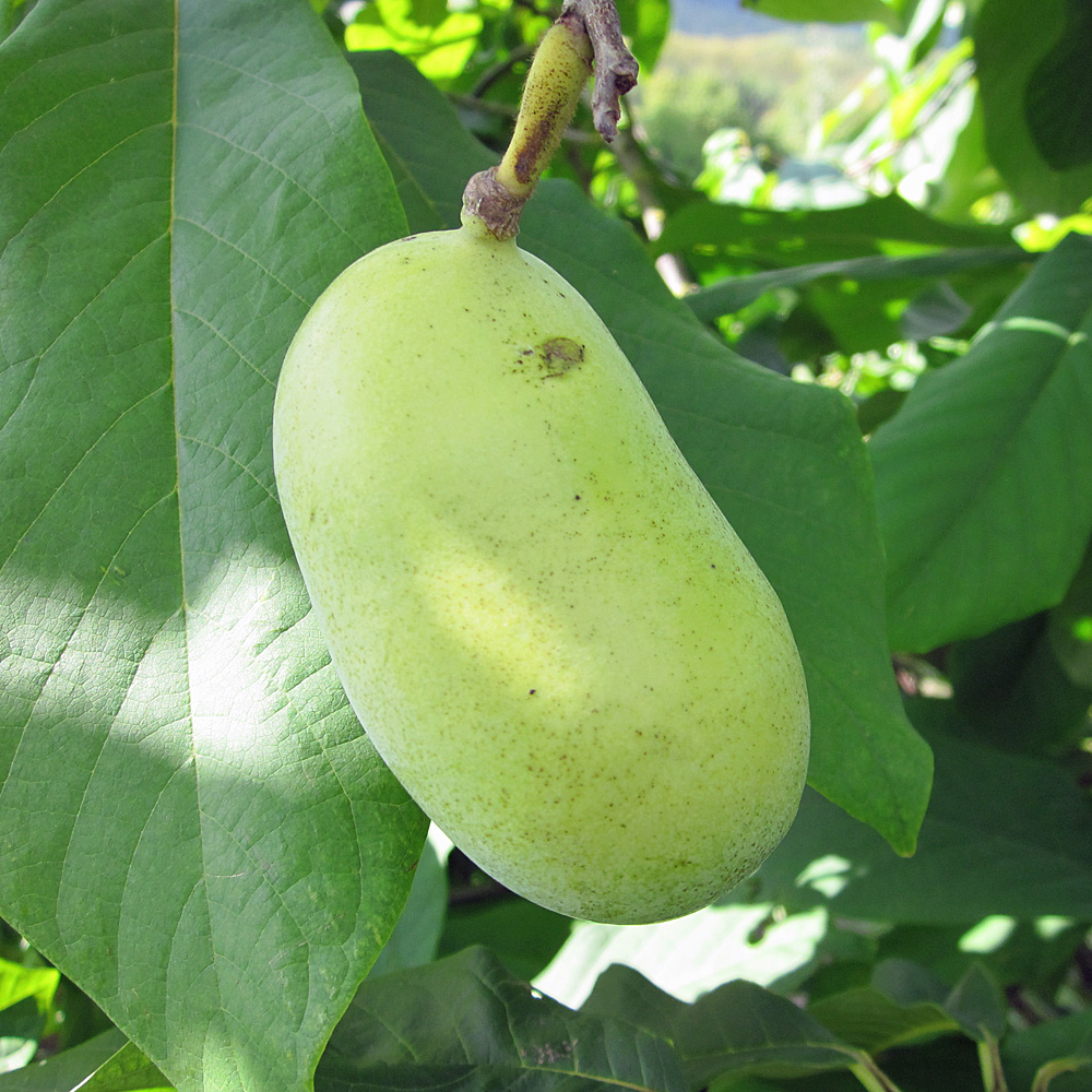 Indianer Banane 'Sunflower' - Papau 'Sunflower'