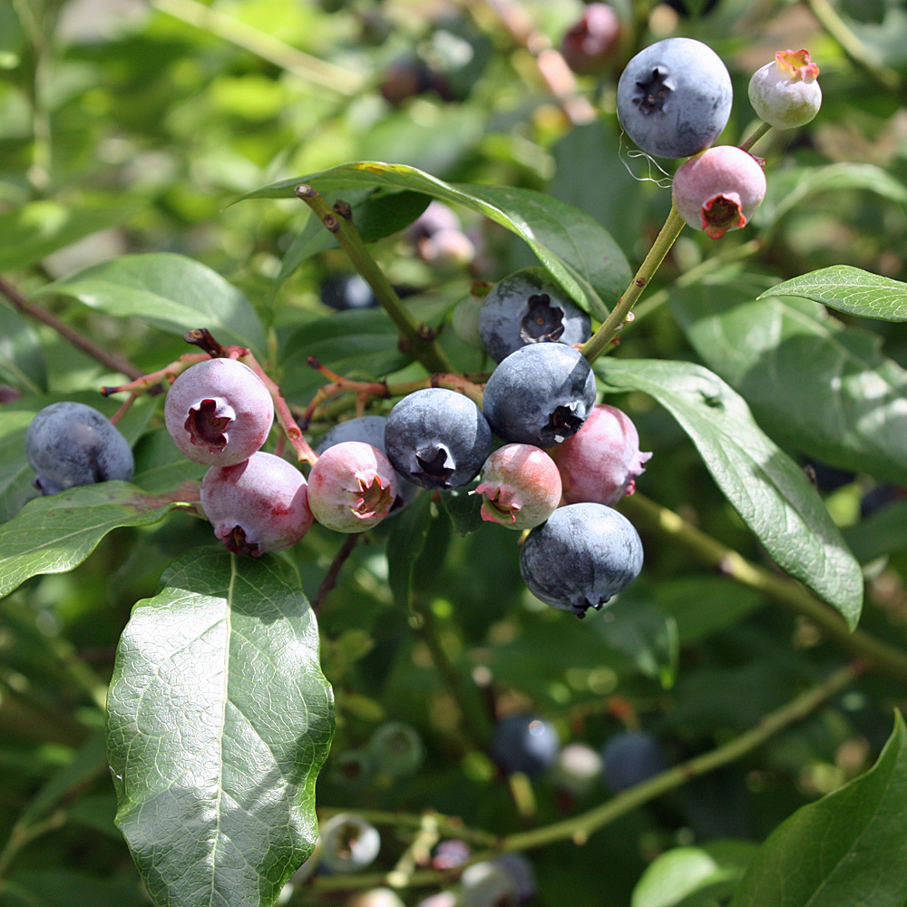 Heidelbeere 'Elisabeth'