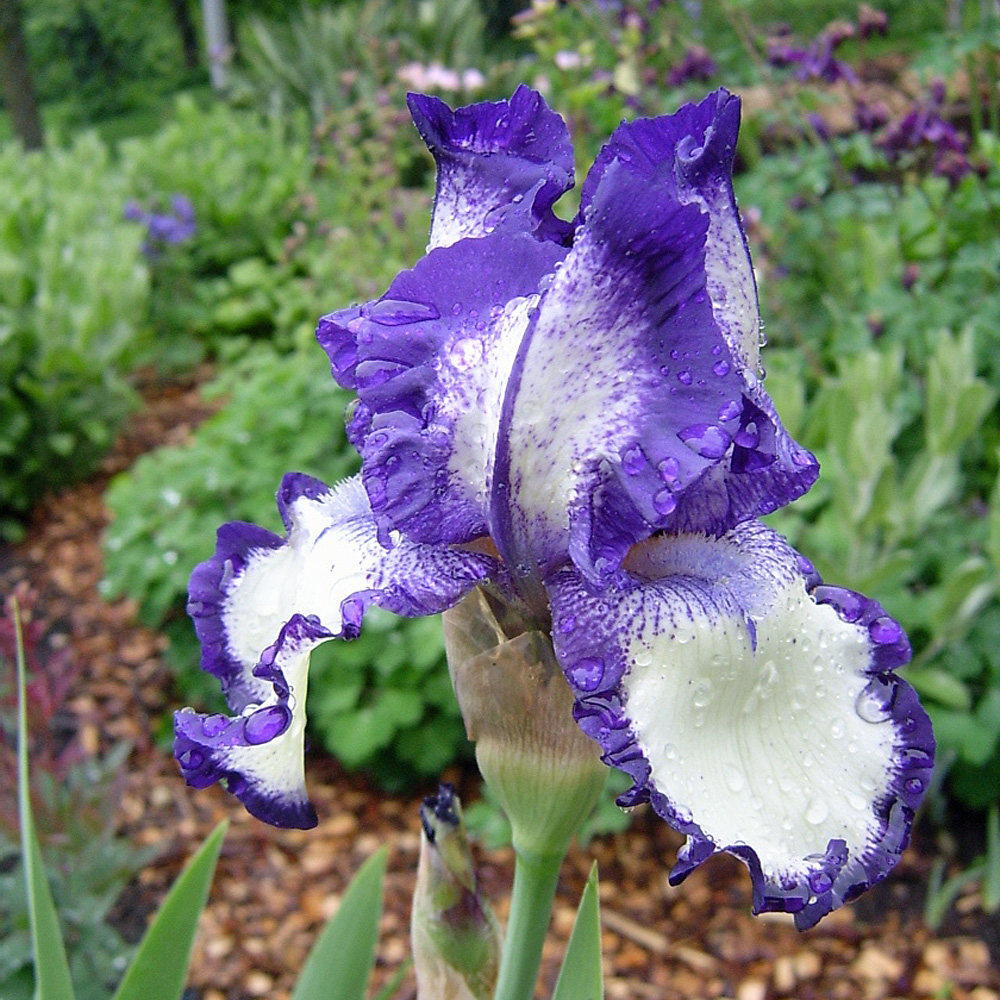 Hohe Bartiris, Iris, Wiener Walzer, Lilie, Frühling