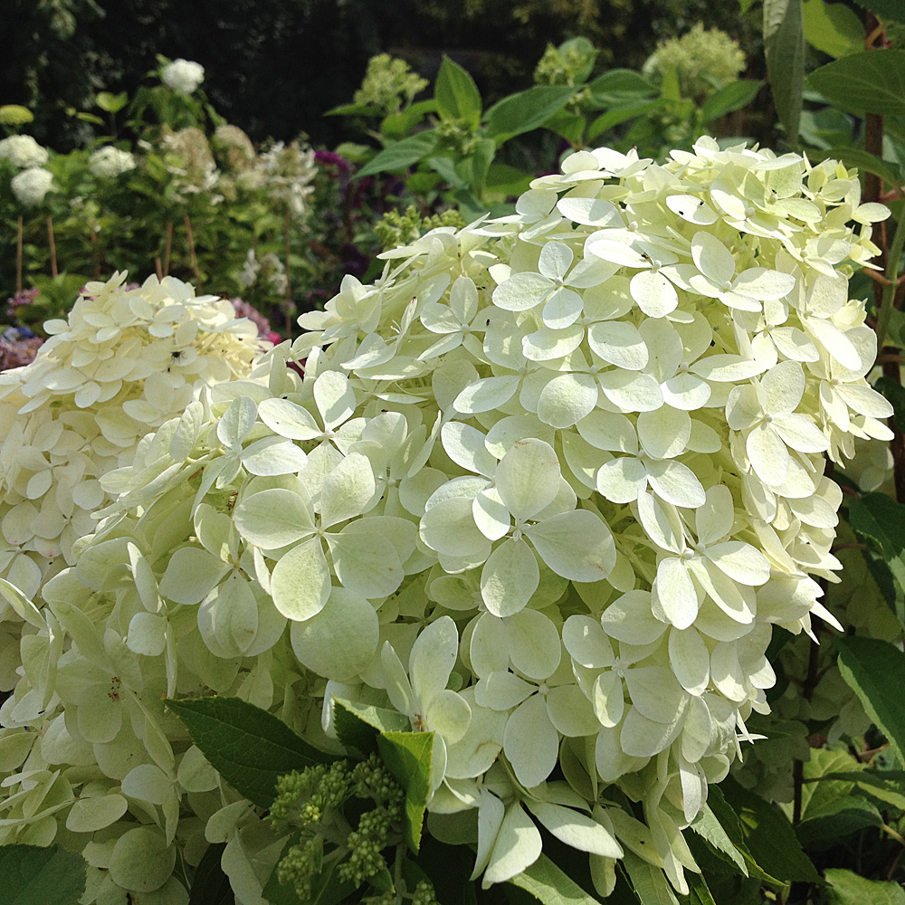 Hortensie Phantom, Hydrangea, Rispenhortensie, Blütenstrauch