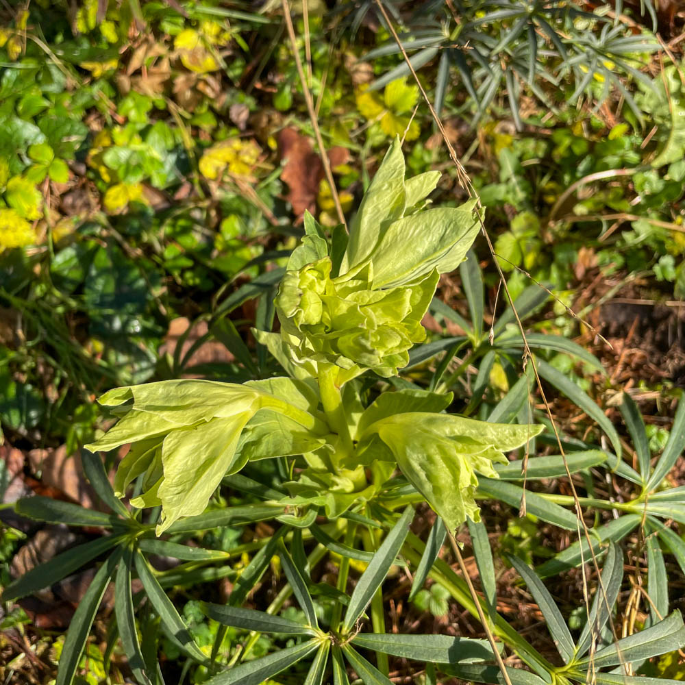 Palmblatt Nieswurz
