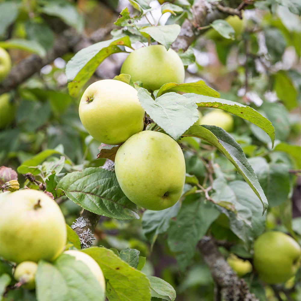 Apfel 'Weißer Klarapfel'