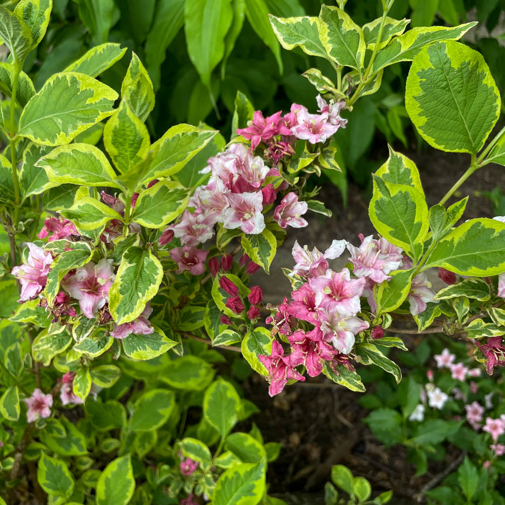 Weigelie 'Nana Variegata'