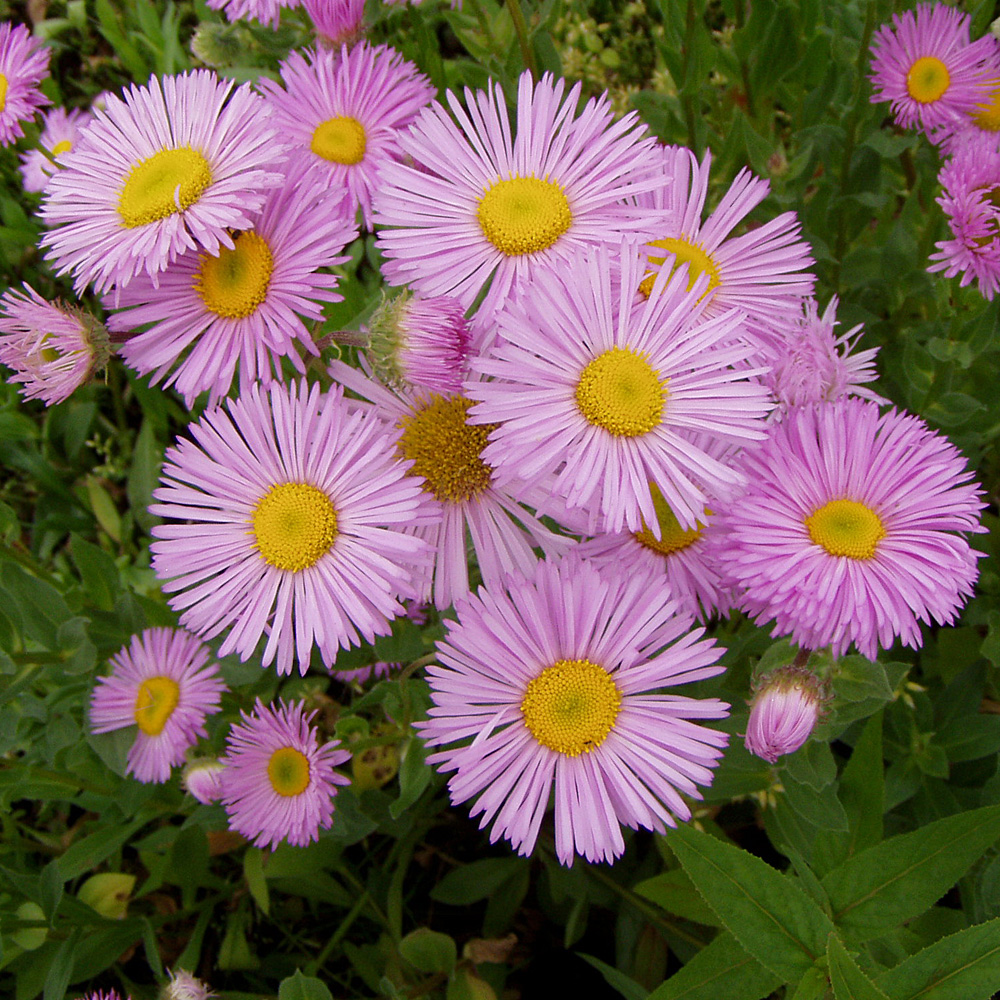 Feinstrahlaster Rosa Juwel, Aster, Beetpflanze