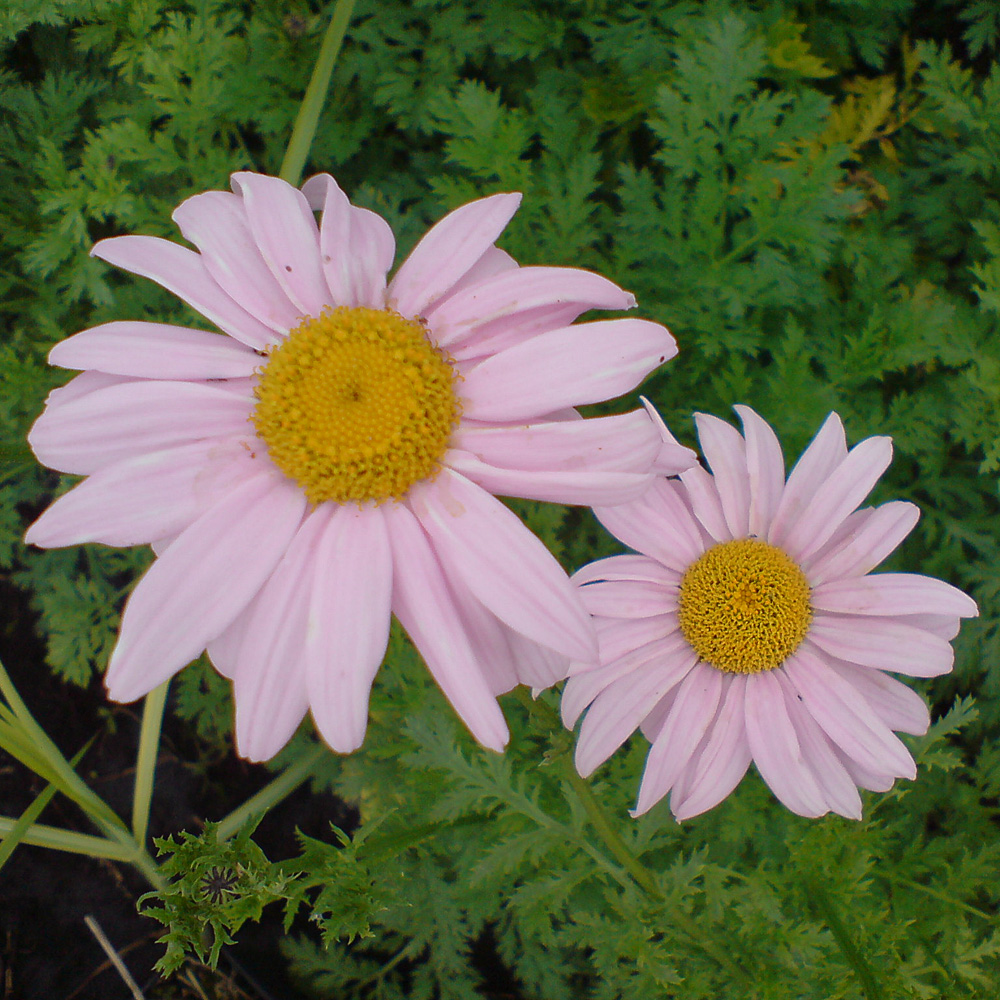 Margerite Robinsons Rosa, Tanacetum, Blütenstaude