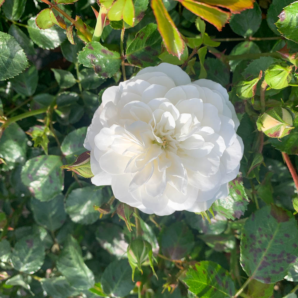 Bodendeckerrose 'Kastelruther Spatzen'