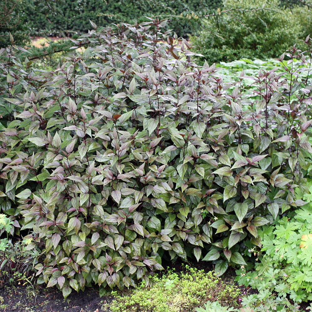 Wasserdost Chocolate, Eupatorium, Beetpflanze