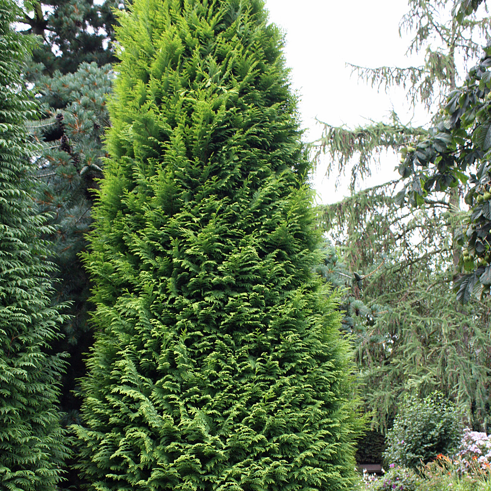 Lebensbaum Sparagd, Thuja, immergrüne Hecke