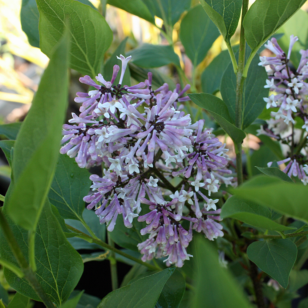 Zwergflieder Miss kim, Flieder, Syringa, Blütenstrauch