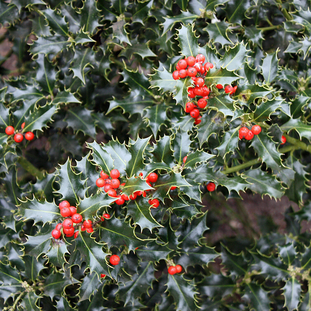 Stechpalme Alaska, Ilex, Fruchtschmuck